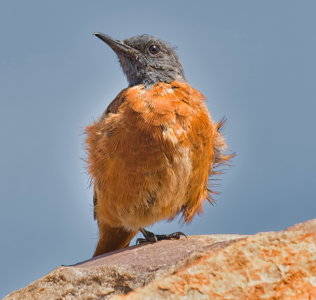 image Sentinel Rock-Thrush